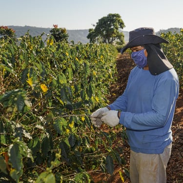 Coffee Farmer